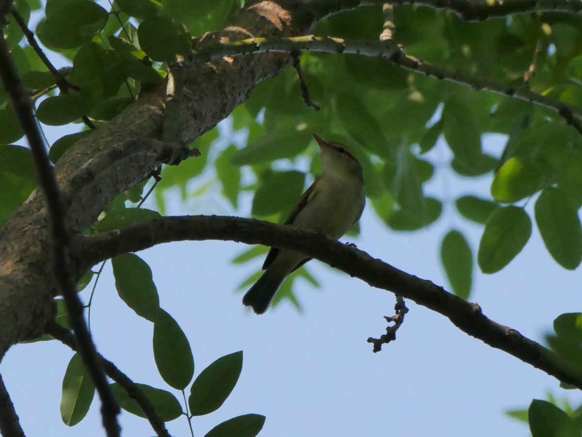 shokoyuzu0604's tweet photo. 双斑绿柳莺(Phylloscopus plumbeitarsus)绝赞加新,虽然看照片对照图鉴也认得很勉强,但叫声是很特征的所以问题不大,,
黄眉柳莺(Phylloscopus inornatus)宝宝你叫起来怎么变形成这样子了lol
今天还听到了巨嘴柳莺(听到也算加新)和黄腰柳莺,自封为柳莺仙人……柳莺半仙
#birding #leafwarbler https://t.co/dVZVGLRBPR