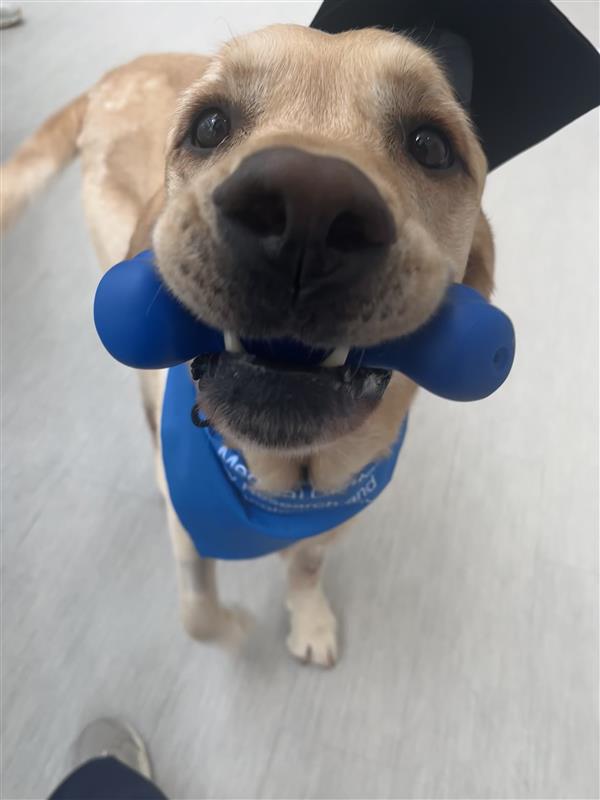 UTSW Veterinary Research and Oncology Clinic tweet media