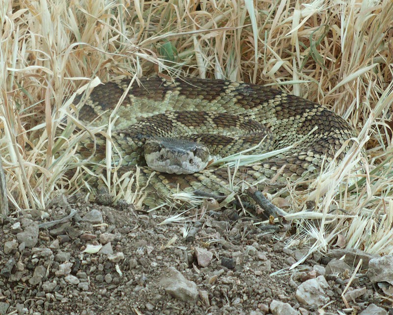 Stef_Calif's tweet photo. #ÉtatsUnis : Les morsures de serpents à sonnette se multiplient depuis le début de l'année en #Californie
À lire dans l'Édition du Soir par @OuestFrance 
https://t.co/JfNBLkBdko https://t.co/MEF8O5vFza