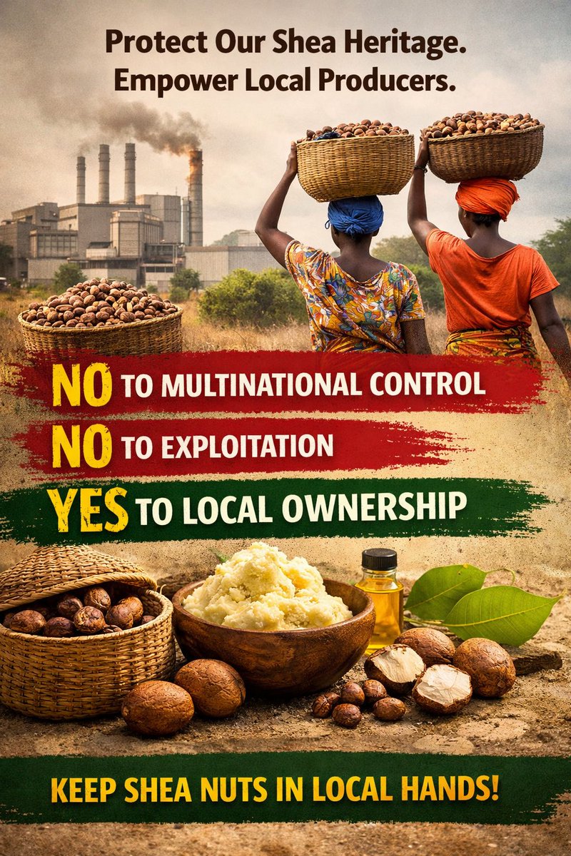 OTIGATI's tweet photo. Behind the headlines of new agreements and export bans lies a deeper question: who truly controls the hashtag wealth of #shea? For generations, #women’s cooperatives have carried this #heritage, yet today their role is being quietly reshaped by external interests. @naamomolartey https://t.co/8P5iKQhStw