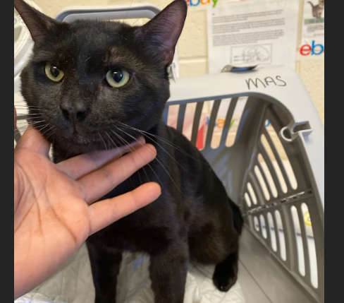 HollywoodDogs's tweet photo. August, a 2-year-old black cat at a full shelter in #Memphis, #TN, needs a forever home, a foster home, or rescue https://t.co/VvrjtyxbEC #URGENT #blackcat #AdoptableCatofDay 🐈‍⬛ https://t.co/PsHZDqttGv