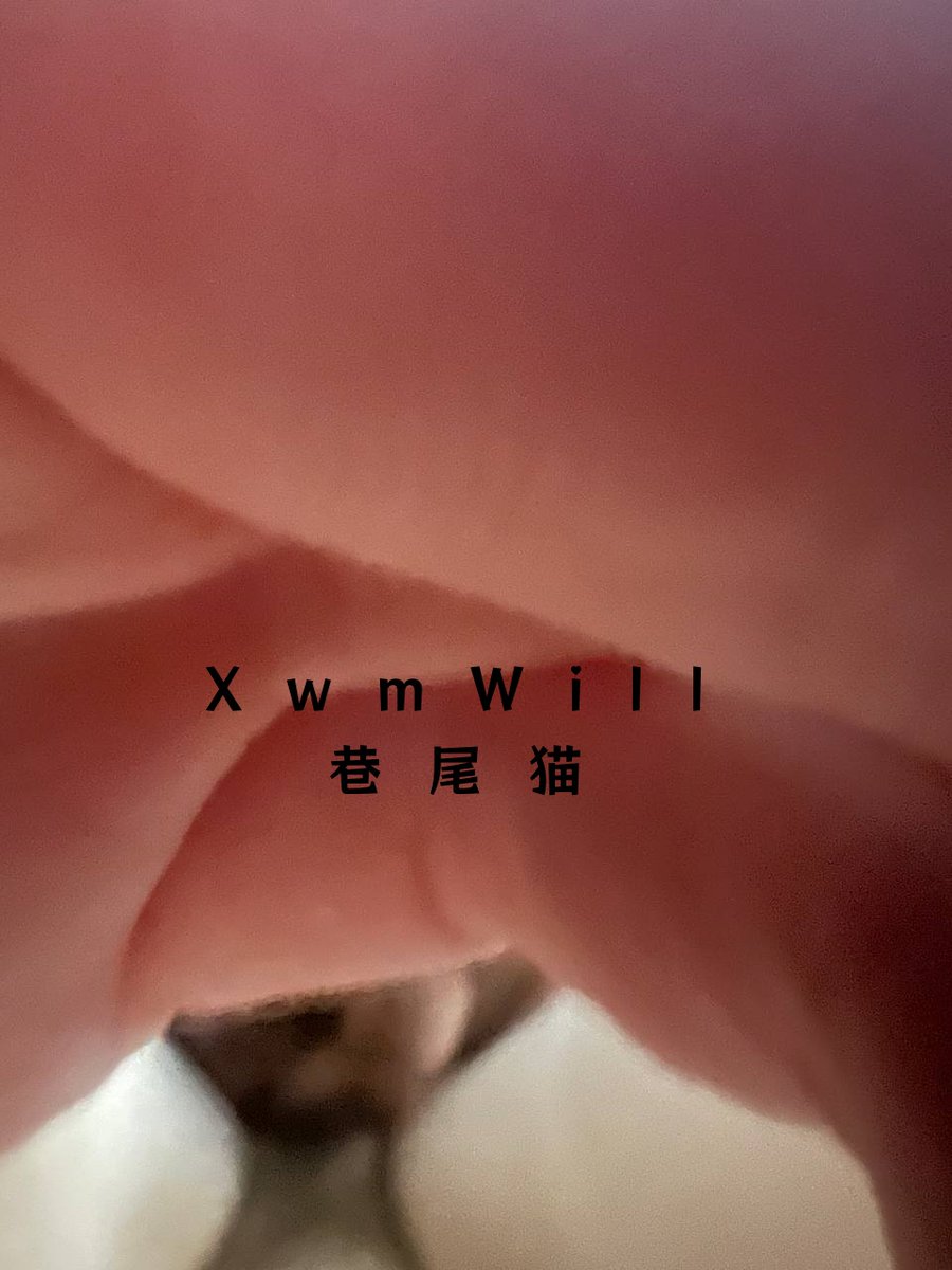 巷尾猫 tweet media