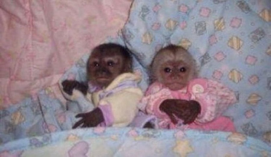 Monkey tweet media