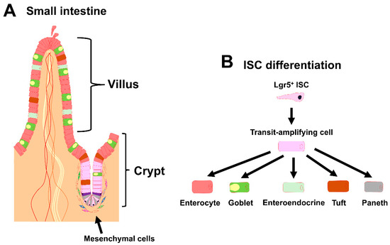 Organoids MDPI tweet media