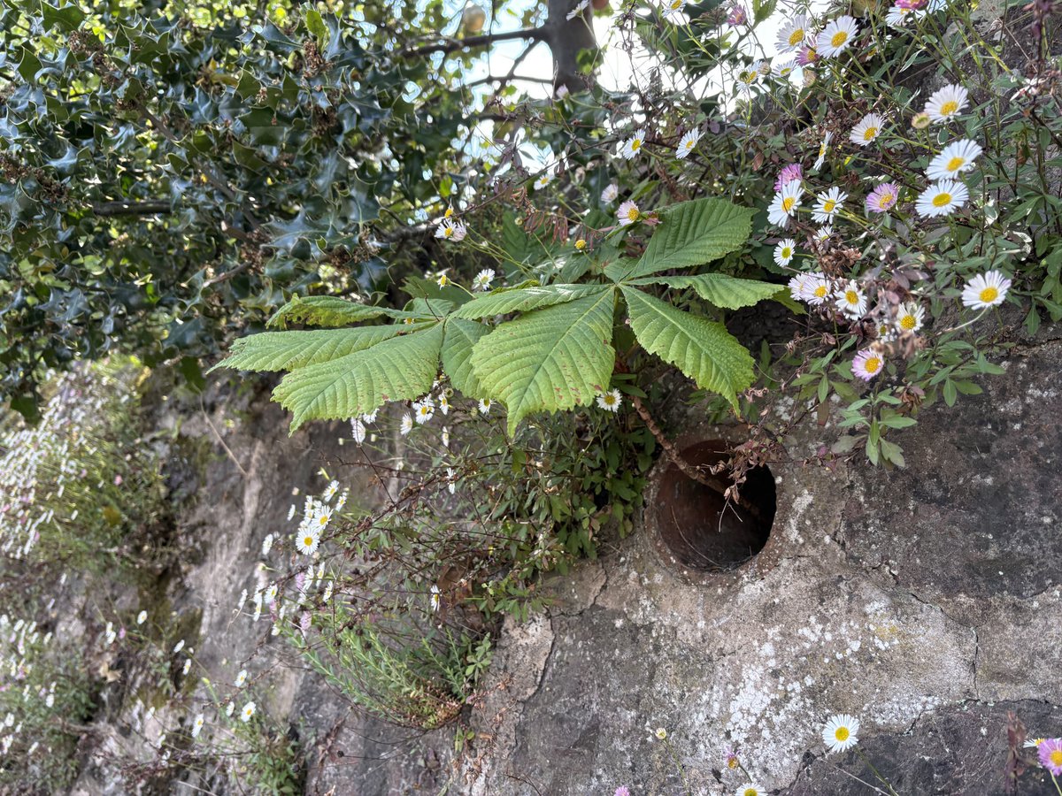 Exeter Trees tweet media