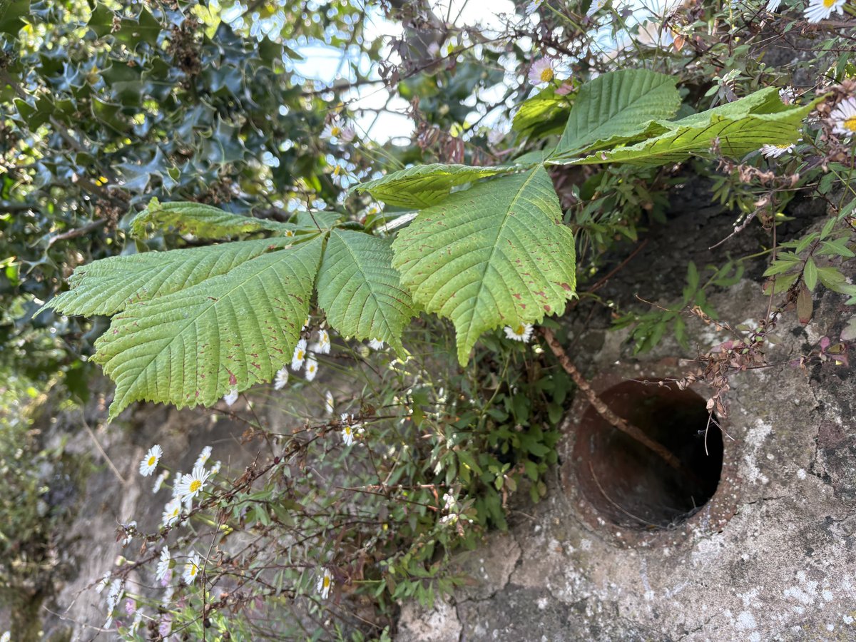 Exeter Trees tweet media