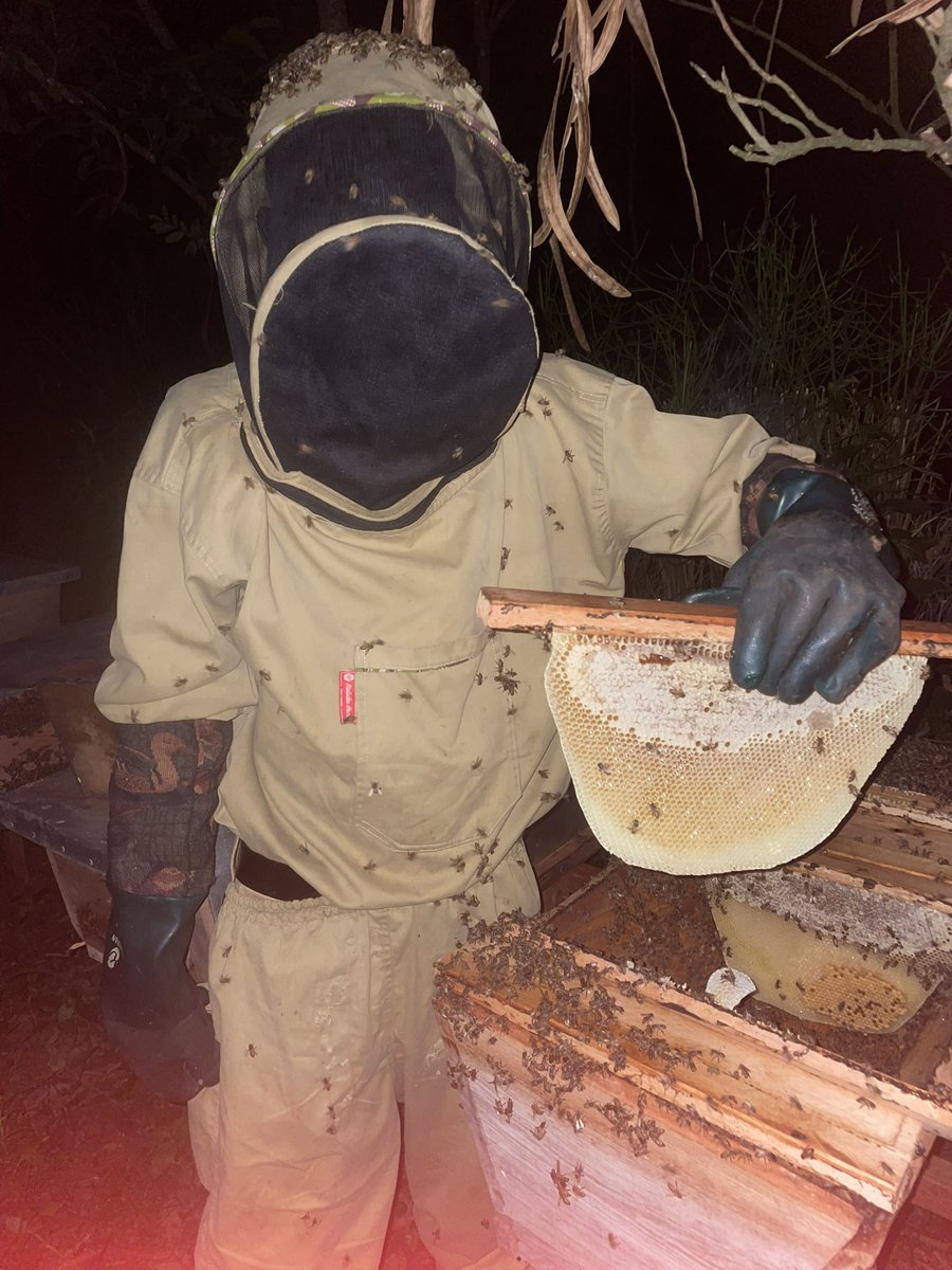 munansiGI's tweet photo. 🐝🌿 Healthy bee colonies mean better honey production, stronger pollination, improved food security, and biodiversity conservation. Through proper hive maintenance and sustainable beekeeping practices, Munansi Hives is empowering farmers and youth while protecting nature. https://t.co/UesfTEnReU