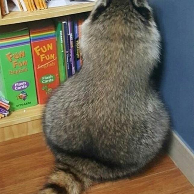 Why you should have a Raccoon tweet media