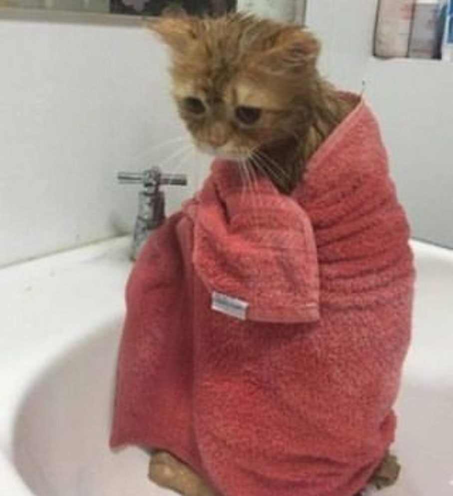 Punch Cat tweet media