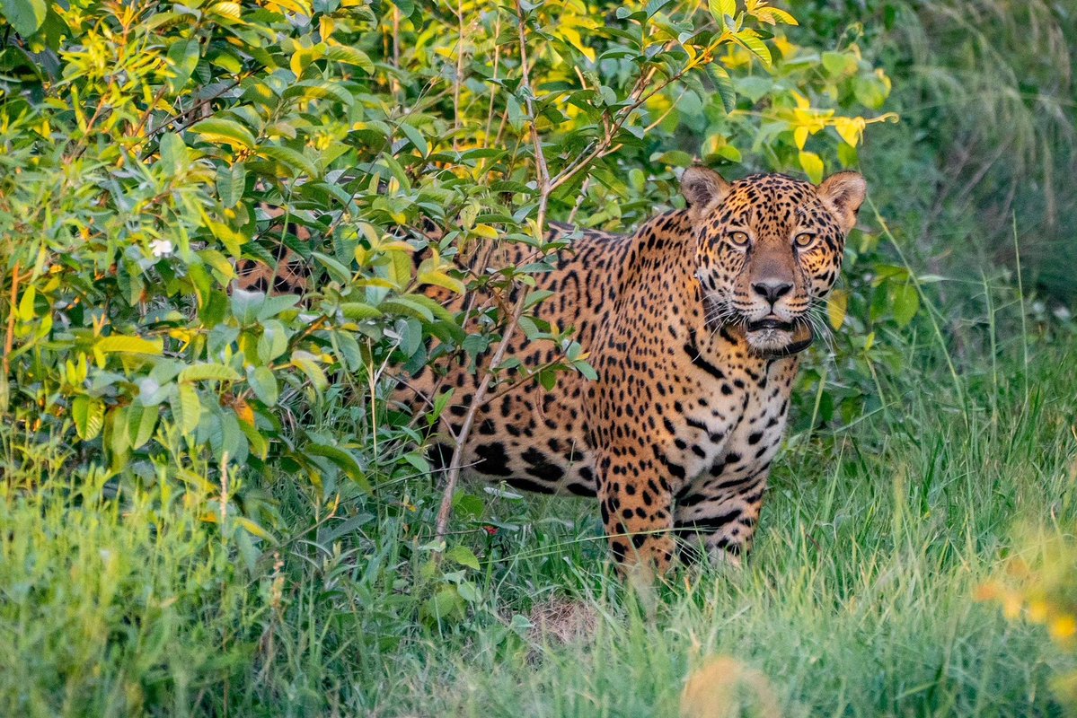 Jaguar tweet media