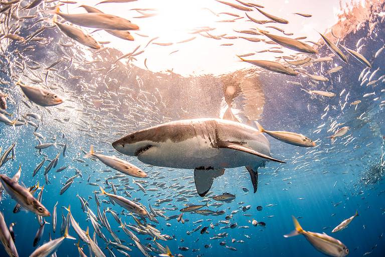Shark tweet media