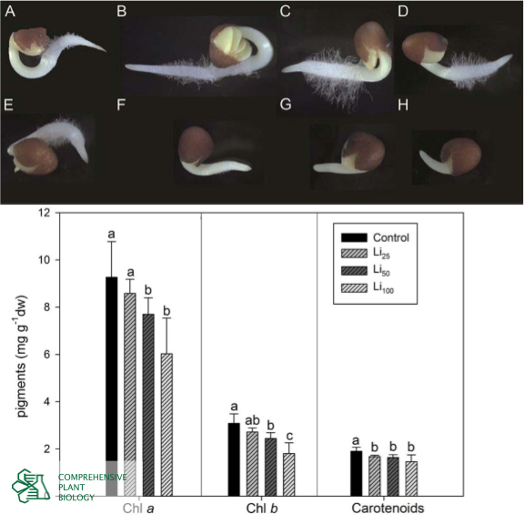CompPlantBiol's tweet photo. How does lithium chloride effect seed germination, seedling growth, and antioxidant response in Brassica oleracea var. capitata? Find out at https://t.co/jxomvDXTQP #botany #openaccess @BiologyFaculty https://t.co/6AN0MOibjU