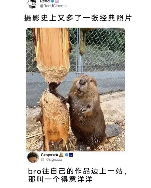 雲鳩 tweet media