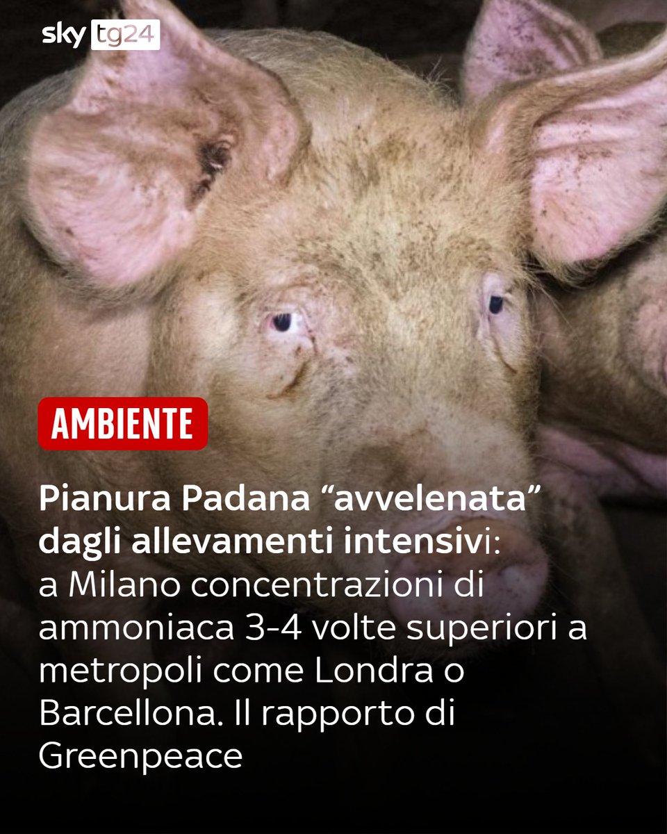Sky tg24 tweet media
