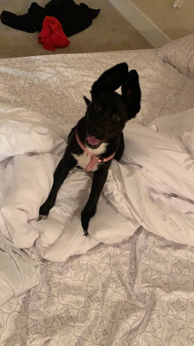 BHixon22's tweet photo. Rest in peace you sweet goofy girl. I will love you forever. https://t.co/lnz4jFdBLm