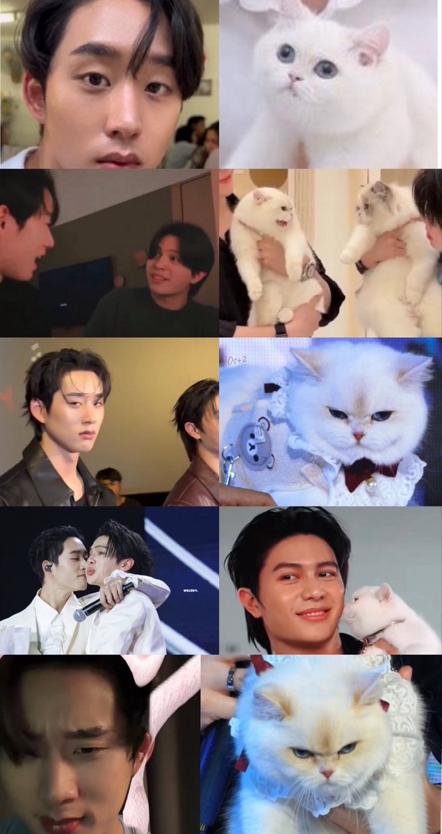 :Which cat do you think is more like est?
🎸: Rina 

We can tell, he is literally rina😭😭😭