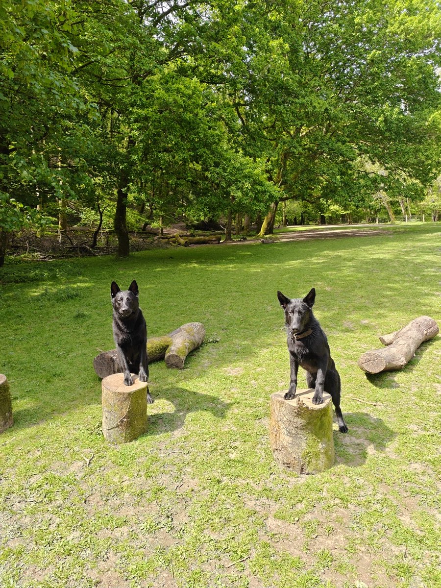 DC_Police Dogs ( Puppy Development Program) tweet media