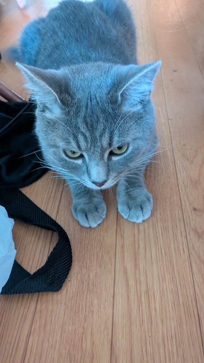 beiDA__'s tweet photo. 友達の猫 https://t.co/Rk6T8WCFbQ