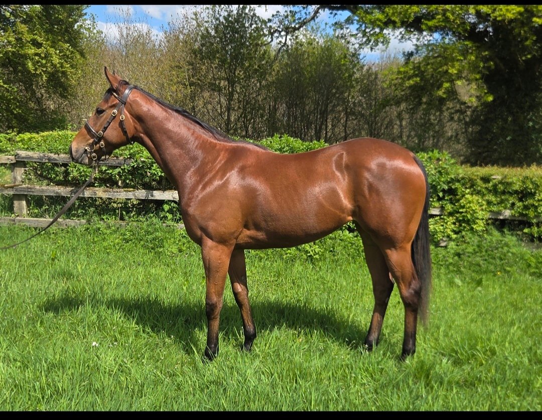 drumphea's tweet photo. In @OsarusSales again. We offered two fillies here last year both of which won (one of which 5 times). This year we offer two sharp ready to go types. Lot 17 Dandy man x Showcasing mare. Lot 27 Inns of court x Equiano mare. @BrzUps https://t.co/Dnt4AC6yTU