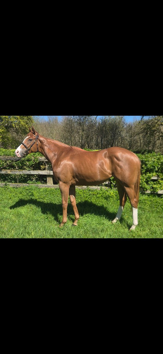 drumphea's tweet photo. In @OsarusSales again. We offered two fillies here last year both of which won (one of which 5 times). This year we offer two sharp ready to go types. Lot 17 Dandy man x Showcasing mare. Lot 27 Inns of court x Equiano mare. @BrzUps https://t.co/Dnt4AC6yTU