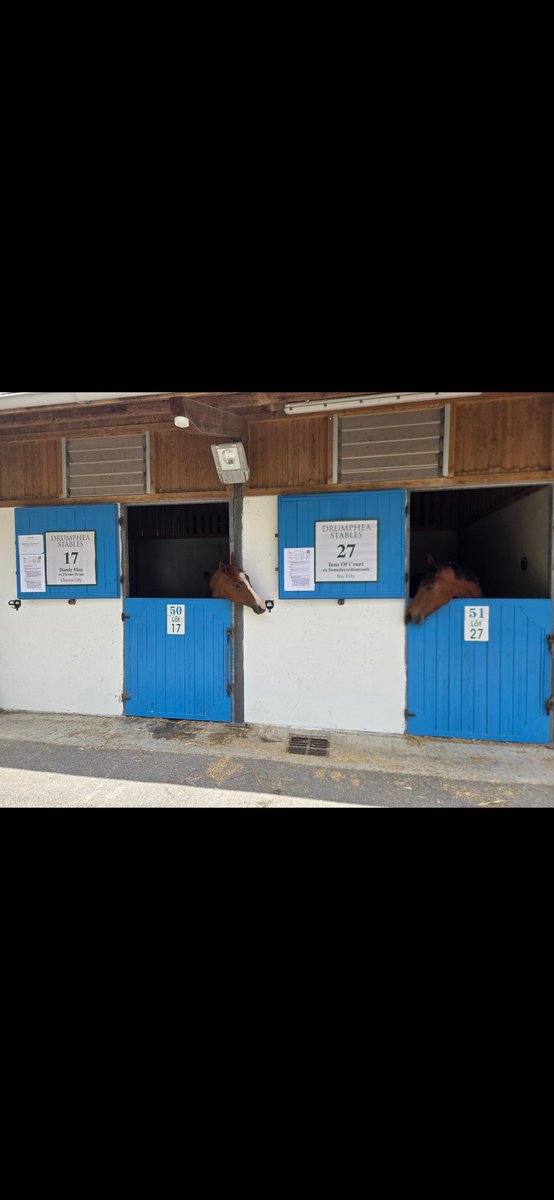 drumphea's tweet photo. In @OsarusSales again. We offered two fillies here last year both of which won (one of which 5 times). This year we offer two sharp ready to go types. Lot 17 Dandy man x Showcasing mare. Lot 27 Inns of court x Equiano mare. @BrzUps https://t.co/Dnt4AC6yTU