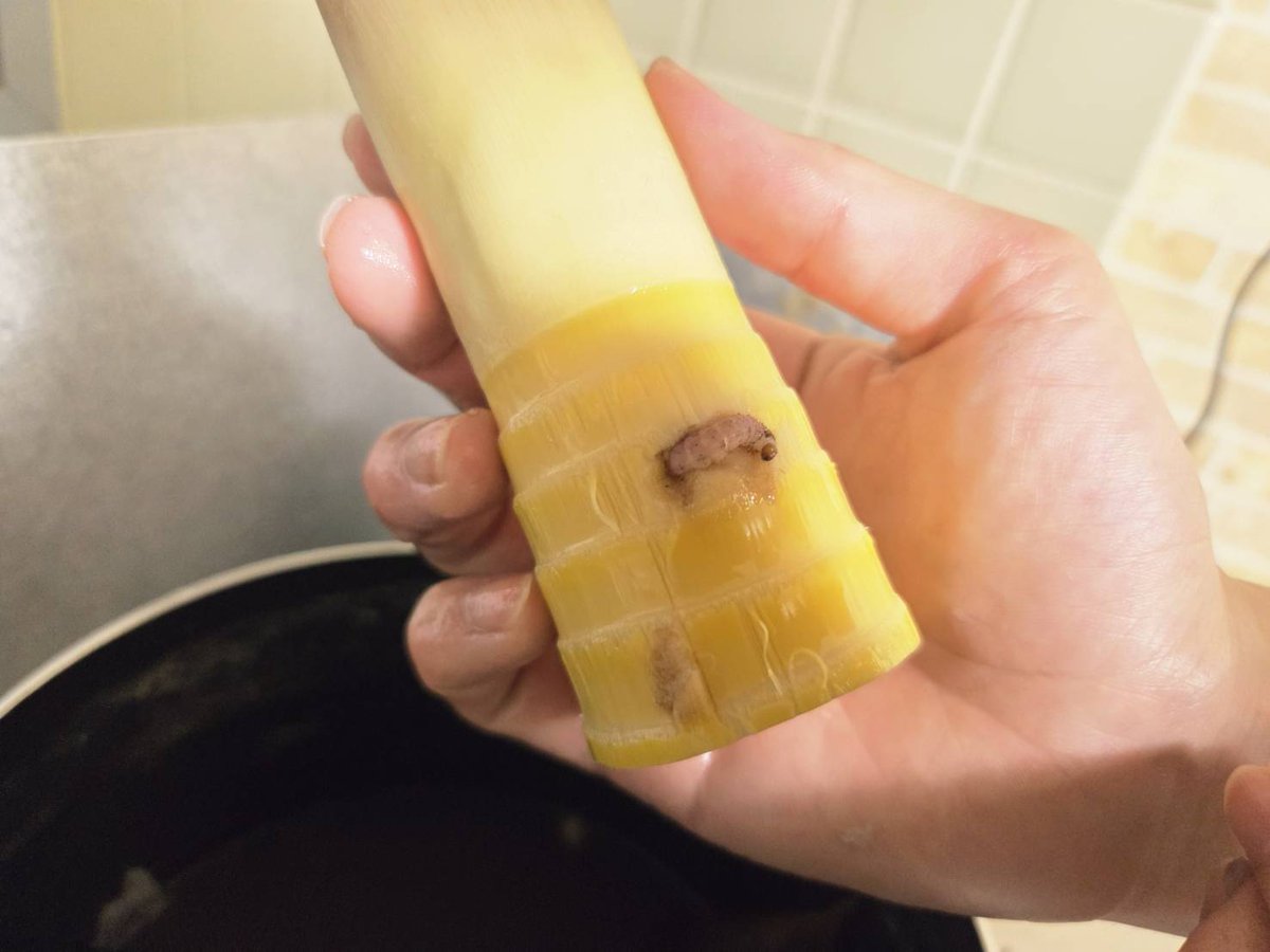 ねぎヰぬ tweet media