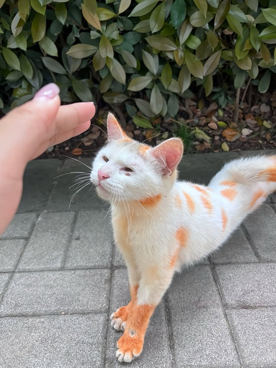 No Cats No Life tweet media