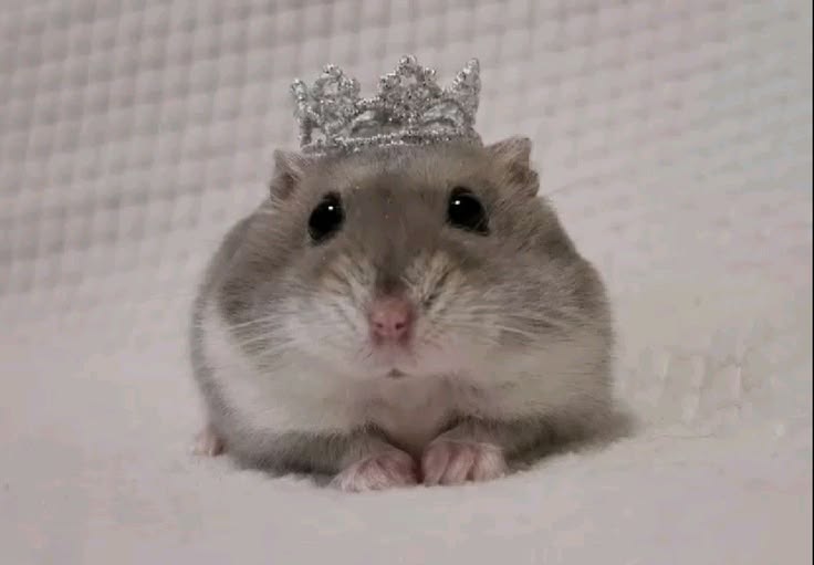hamster tweet media