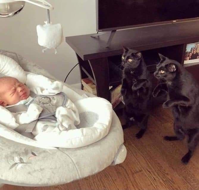 Black cats are not bad luck tweet media