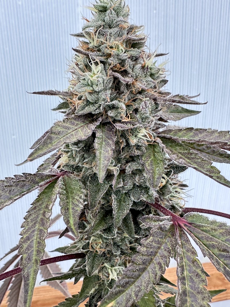 cha_education's tweet photo. Cherry Runtz S1 🍒 🍭 
A small seed reproduction run from the "strain" originally made by Elev8 🫡 

Super stanky danky!

Seeds available for a limited time! 

https://t.co/P87Qr3G112 https://t.co/WrjxUCBoEo