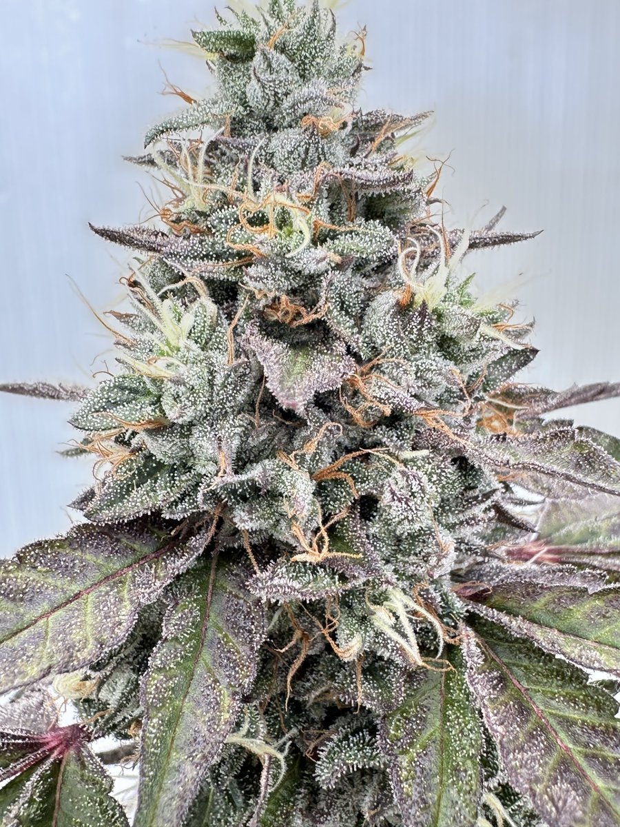cha_education's tweet photo. Cherry Runtz S1 🍒 🍭 
A small seed reproduction run from the "strain" originally made by Elev8 🫡 

Super stanky danky!

Seeds available for a limited time! 

https://t.co/P87Qr3G112 https://t.co/WrjxUCBoEo