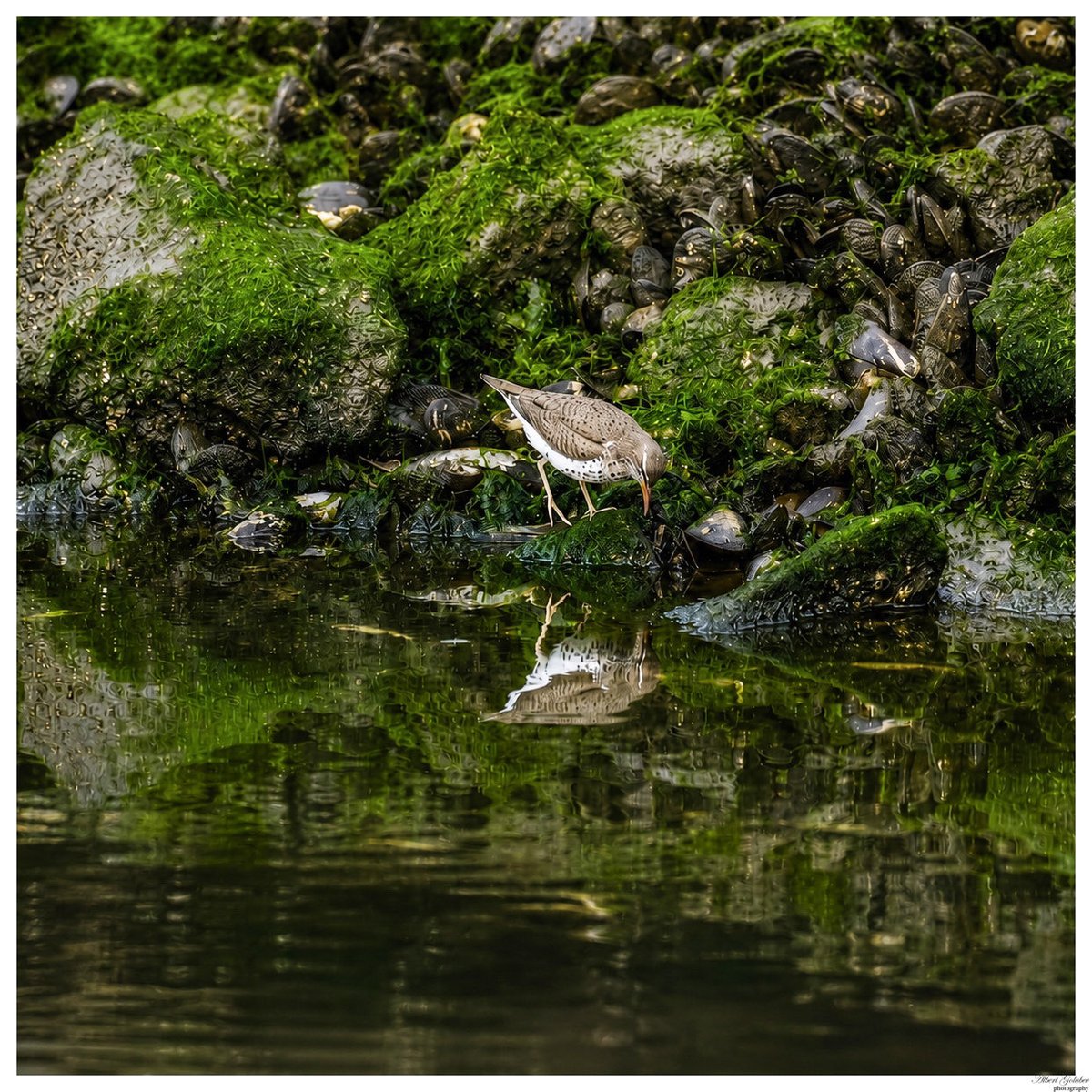 qaextreme's tweet photo. Closeup with a spotted sandpiper at Marine Park Salt Marsh @BirdBrklyn 😮🧐🐦‍⬛
……
#spottedsandpiper #birdphotography #shorebirds #wildlifephotography #marineparksaltmarsh https://t.co/UGMb8fjr98