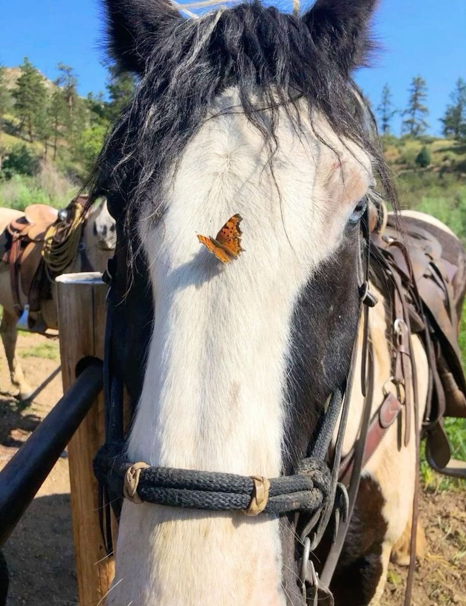 🌻 𝓗𝓸𝓷𝓮𝔂𝓑𝓮𝓮 🐝 tweet media