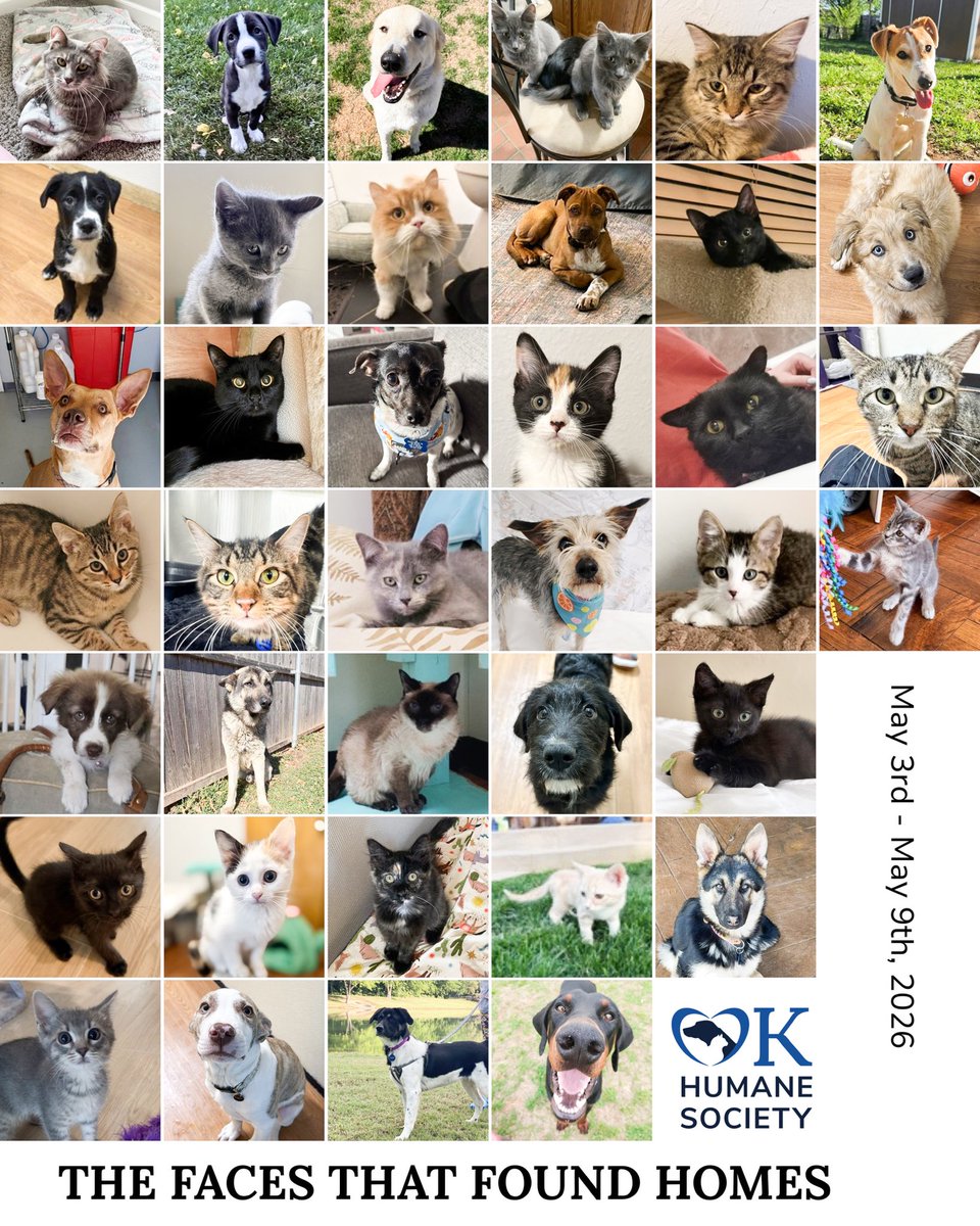 okhumane's tweet photo. had 39 adoptions last week! (Some pets not present for picture day. 😉) Congrats to these sweet faces and their adoptive families! 🎉 https://t.co/i94NDuKwNr