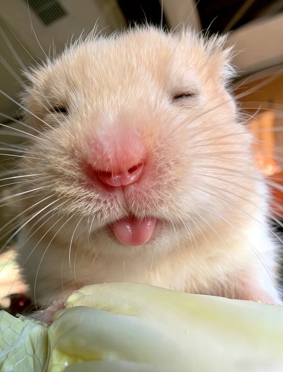 hamster tweet media