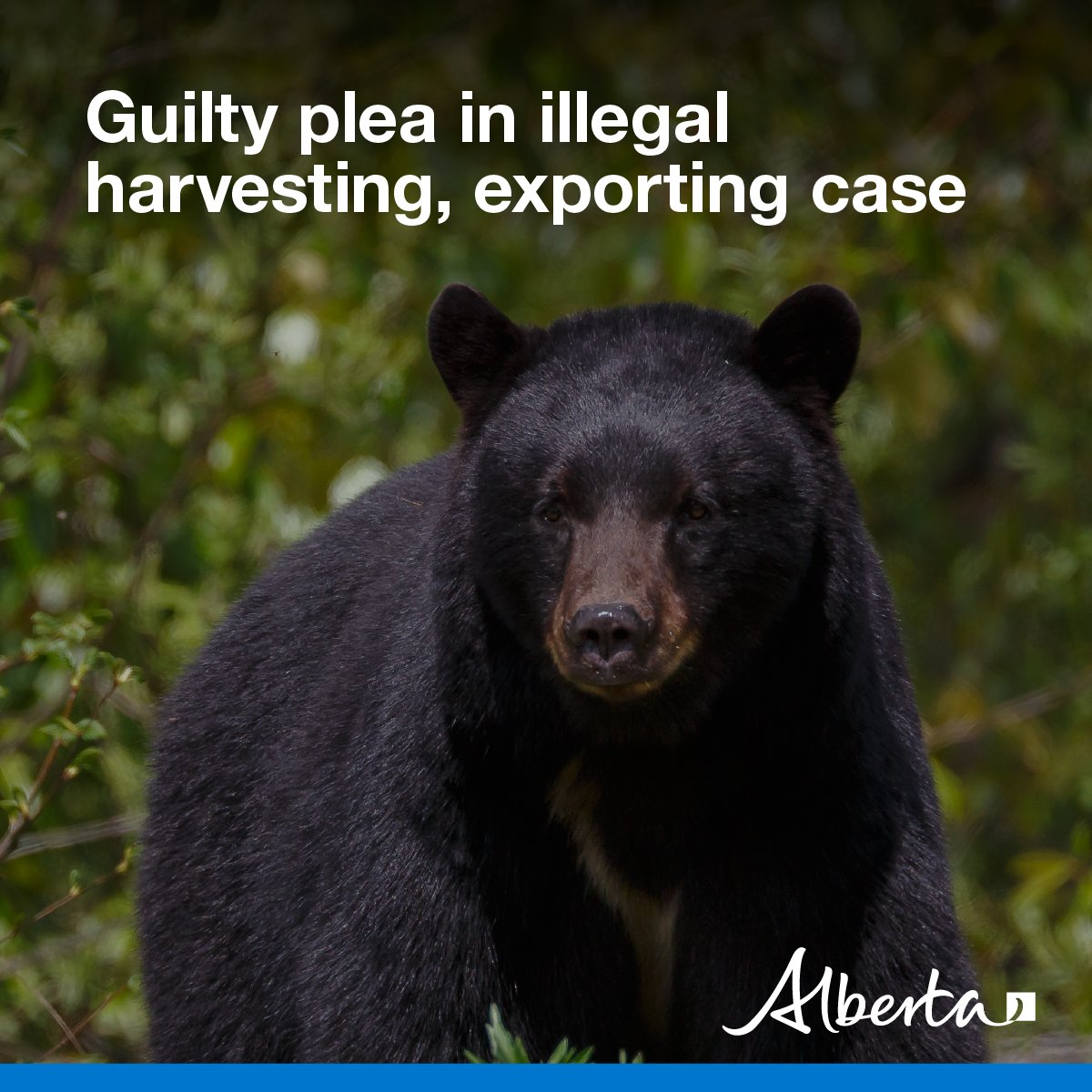 Alberta Fish and Wildlife Enforcement tweet media