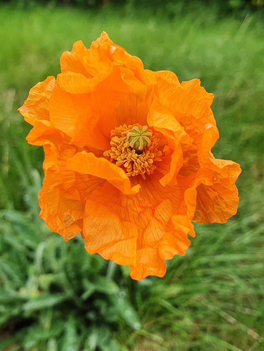 ThomasHammerich's tweet photo. #FlowerMonday

#Papaver returns &amp; spreads every year in my garden, flowering especially in spring and fall (in a cooler, wetter climate). #Pollinators 
Mostly pausing during the summer [USDA Hardiness ~Zone 8a]. 

I just love the 🧡 colour 🧡!

#Bloomscrolling #Poppy #gardens https://t.co/rgDWIXHXYg