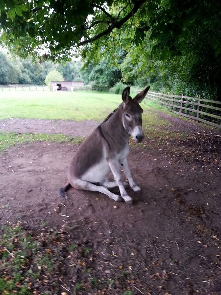 Donkey tweet media
