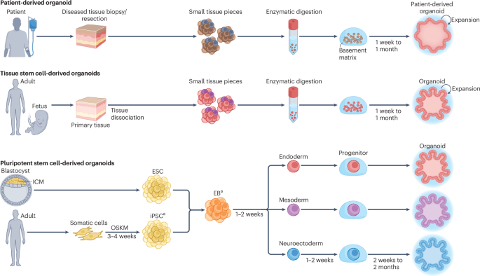 NatRevMCB's tweet photo. New Online! New developments and applications of human organoids https://t.co/HcACw0qwNh https://t.co/ELNYBmpHdZ