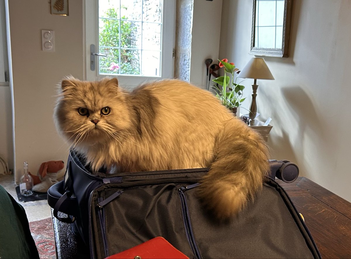 Jojo the cat tweet media