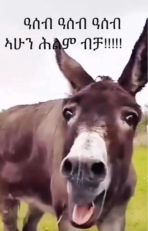 abou_alaa3's tweet photo. @MereditFernand3 @AdanechAbiebie @Acyn @ACS2ET @AbrahamG1321839 @Abdrezak1584333 @AbdiBoruEthio @AbdiAbdijemal @abdullahad376 https://t.co/1gMGHhARpl