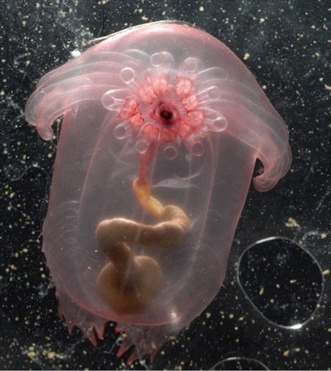 forallcurious's tweet photo. 🚨: Scientists just found 38 new species of deep-sea organisms in waters near Japan https://t.co/AnjPfQYwz5