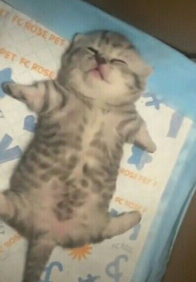 cats 🐈 tweet media