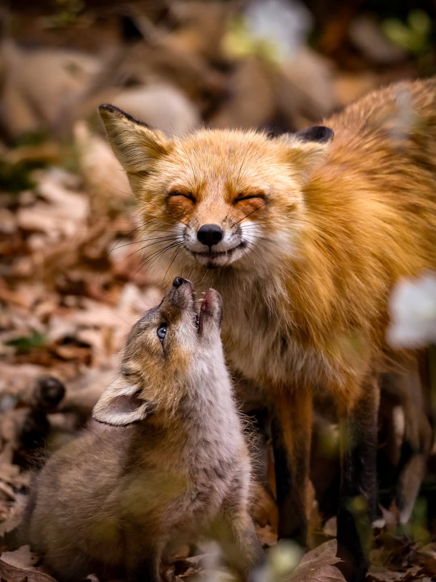 🍁 𝓣𝓱𝓮 𝓕𝓸𝔁 𝓛𝓲𝓯𝓮 🌾🦊 tweet media