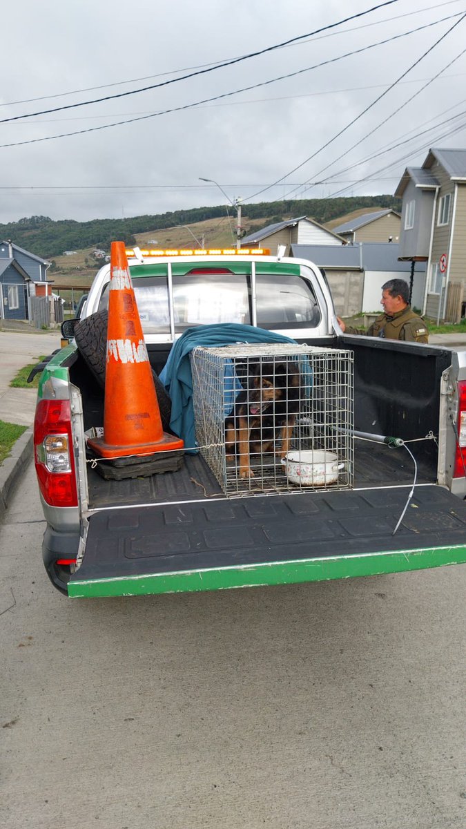 rrppcastro's tweet photo. Tras una denuncia ciudadana, la Oficina de Tenencia Responsable y la Dirección de Seguridad Pública de la Ilustre Municipalidad de Castro acogieron a un perrito que se encontraba en situación de abandono y lo entregaron a un tutor responsable. https://t.co/ENNALqphF5