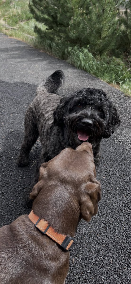 oldbootranch's tweet photo. Bandon and Mango 💓 https://t.co/HjggfKX8eH