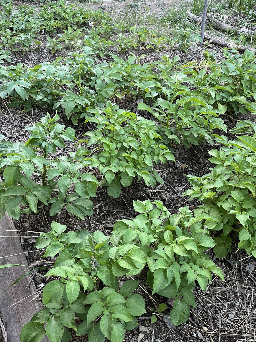 on_scouting's tweet photo. Patatas de #CanTrons. https://t.co/gAuoupbOir