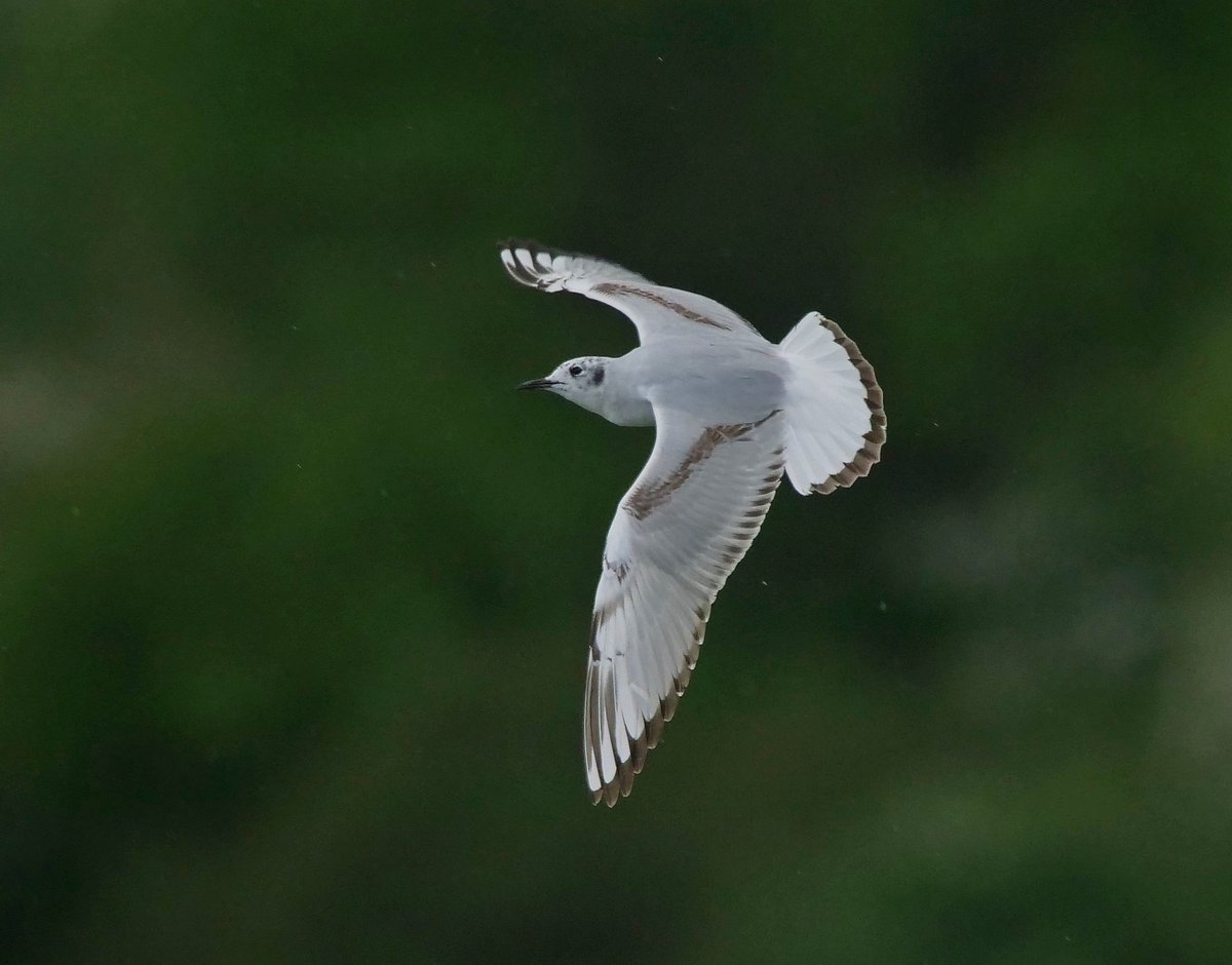 BELVIDE BIRDING𓅪 tweet media