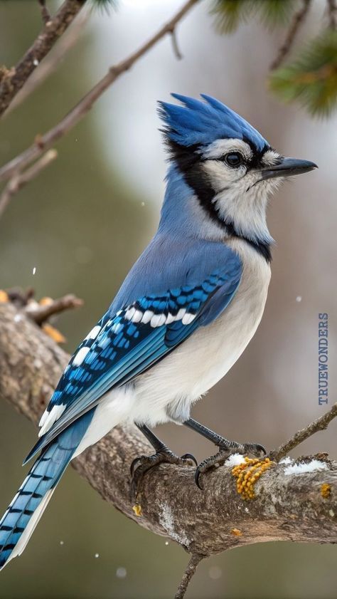 Love birds 🕊️🕊️ tweet media