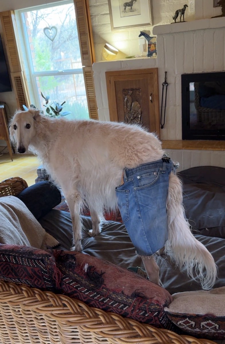 Esper Borzoi tweet media